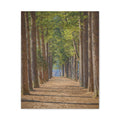 Nami Island - Nature's Sanctuary