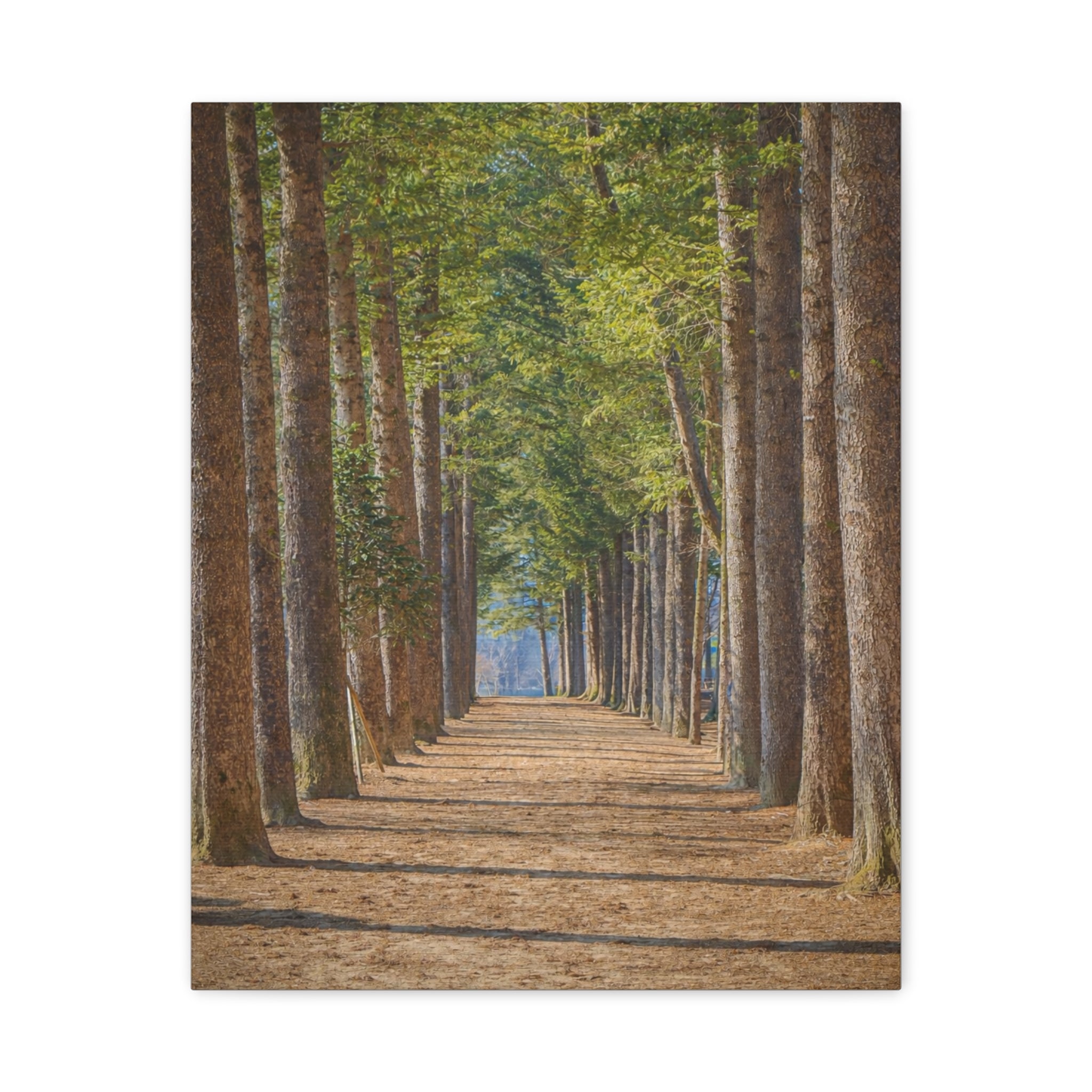 Nami Island - Nature's Sanctuary